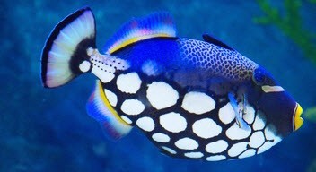 Clown Triggerfish