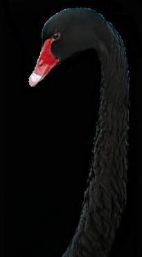 The proverbial Black Swan