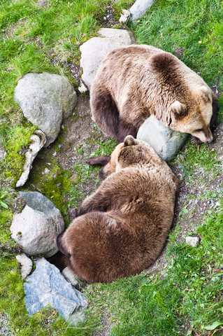 https://www.dreamstime.com/stock-photos-two-brown-bears-image16406973