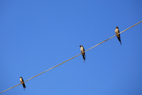 Three Birds Crapping On A Wire
