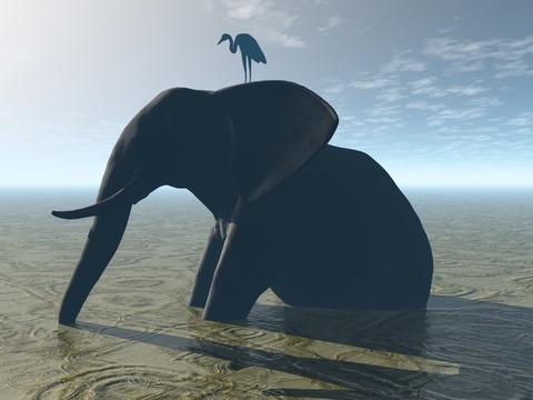 Elephant With A Bird 