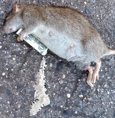 Rat On Cocaine
