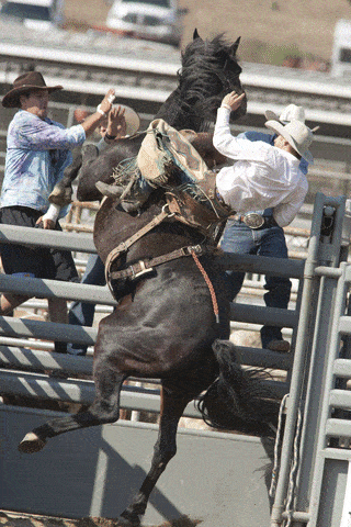 Riding A Trend Is As Easy As Riding A Bronco