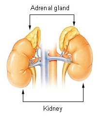 Adrenal Glands On Kidneys