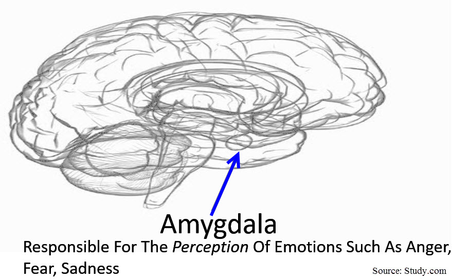 Amygdala