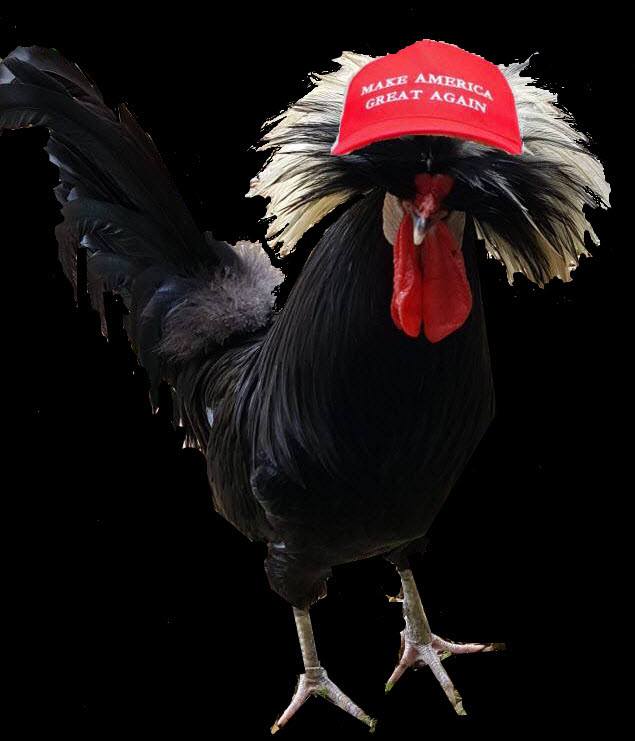 Rooster with Make America Great Hat