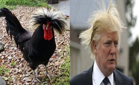 Donald The rooster and Donald Trump
