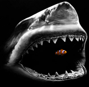 Know  The Dangers Of Your Trading System-Shark about to eat small fish