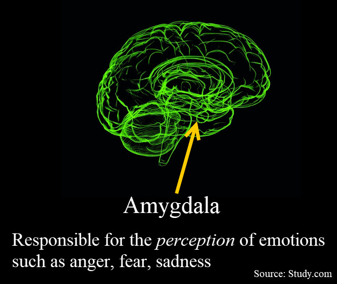 Amygdala defined