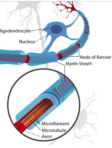 Myelinated Sheath