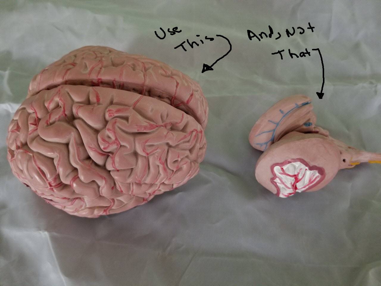 Lil Brain vs. Big Brain